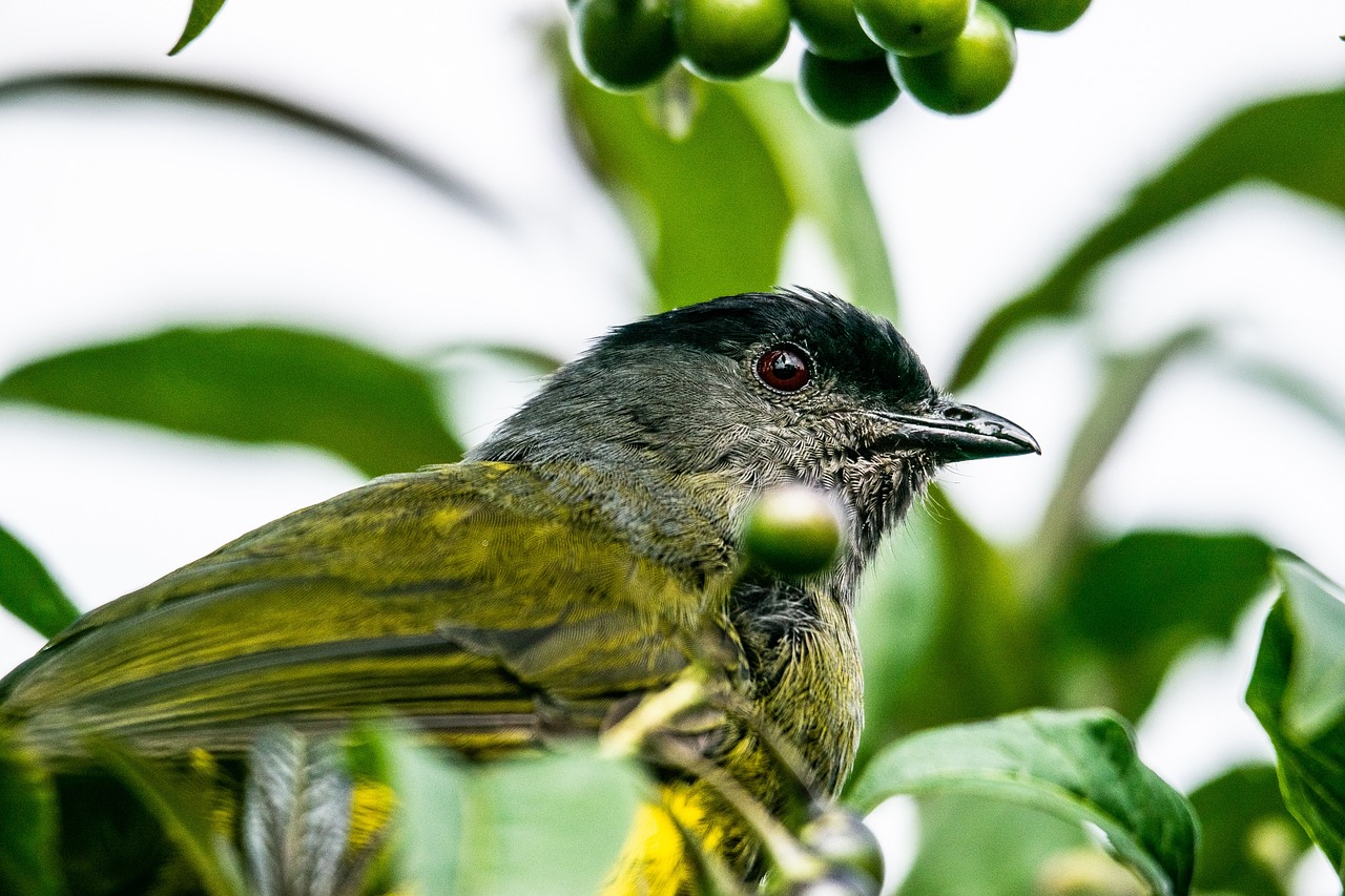 Urban Birding: The Role of Birds in Sustainable Cities